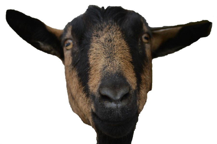 Heidi%2C+the+kidnapped+goat.