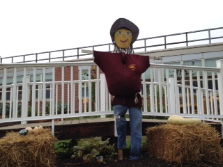 The scarecrow protects the plants grown by the Environmental Club.