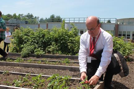 Congressman Jim McGovern kneels at the edge of one of the raised beds in the Serenity Garden, picking a ripe strawberry.