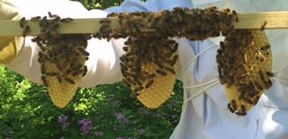 The Beekeeping Club meets on Tuesdays at the end of every month and is currently seeking a grant to build a hive at the school.