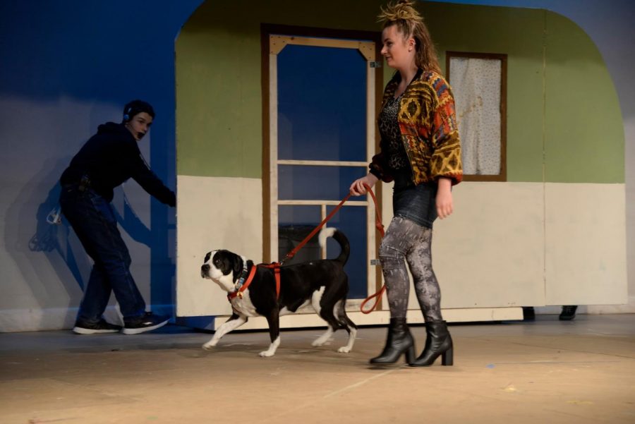 Junior Lauren Early walks American mutt Bruno across the stage, as he makes his debut in the performance. 