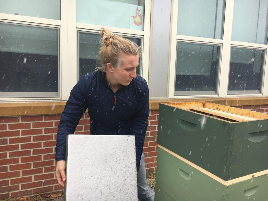 Bees need attention even in the strangest of weather, senior Elsa Ray checks on the bees from Beekeeping Club, worrying the unseasonably cold weather could harm them.