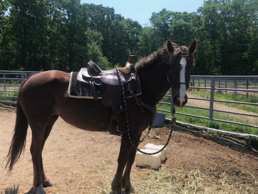 Senior Gabby Jordan has been training Foxy, a wild mustang, for the Extreme Mustang Makeover competition in Lexington, Kentucky in June.  