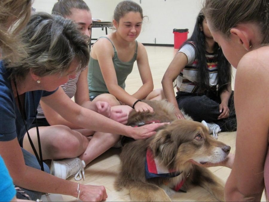 As therapy dog Boscoe lays down, many students gather around to relax with him.