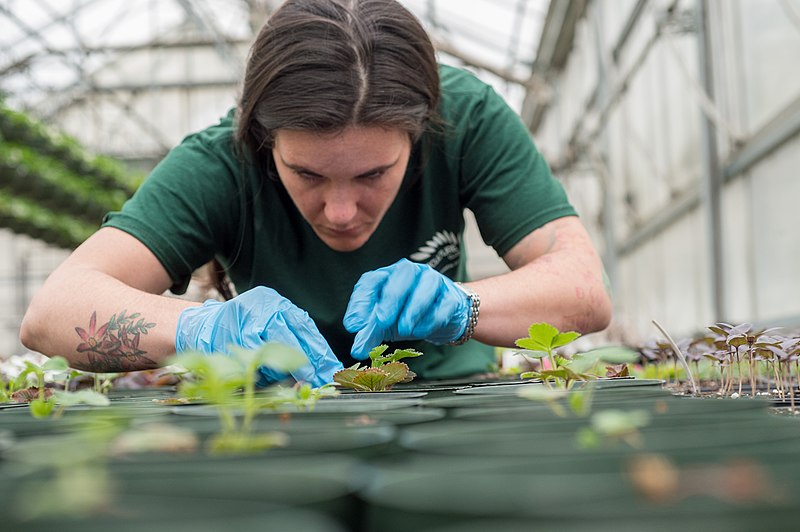 A technical college student participates in horticulture, or gardening, as a part of her culinary program. Now, Algonquin students have their own culinary pathway that includes a horticulture class.