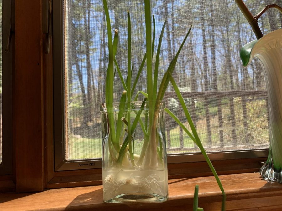 Regrowing scallions, and other alliums, on sunny windowsills is a convenient and food-saving quarantine pastime. 
