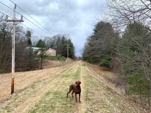 My dog Casco waits for me to throw him a tennis ball as we walk along the Wachusett Aqueduct trail.