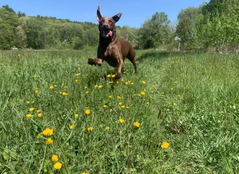 My dog, Casco, gets his exercise by sprinting with joy throughout an open field. 
