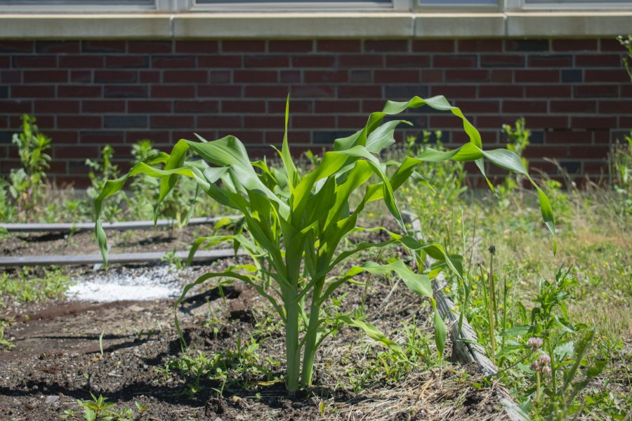 Corn+growing+from+Applied+Arts+and+Technology+teacher+Zbigniewa+Giegucz%E2%80%99s+Urban+Gardening+class.+Growing+vegetables+helps+the+environment+and+reduces+your+carbon+carbon+footprint.
