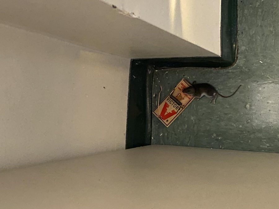 Special education teacher Alissa Luippold has found many mice in her classroom. 