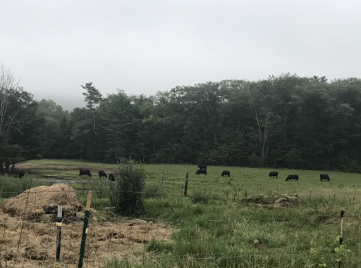 Taken from our car, this photo is of a farm my family and I drove by on our road trip to Maine. Here, we saw cows grazing grass.