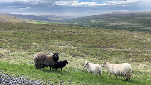 My family’s trip to Iceland was a little taste of freedom. Though we still stayed away from groups of people, we had vast landscapes and sheep for company. 
