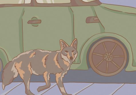 Staff Writer Lili Torres writes that coyotes should not be killed to control the population, but rather humans should adapt to learn to live besides them.