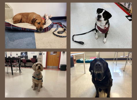 Meet the new therapy dogs