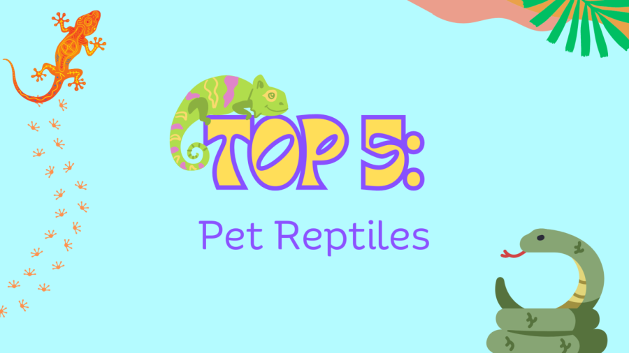 Top 5 pet reptiles