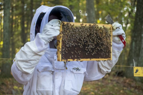 Freshman Ben Probst holds up a frame of honeycomb filled with honey and bee eggs. 