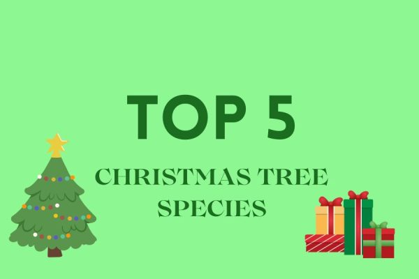 Staff Writer Robert Narris shares holiday joy with the top five Christmas tree species.